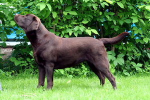 Litter "U" born 23.11.2011